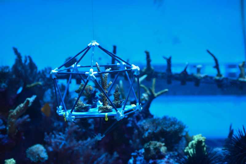 Coral Reef Arks Image 10